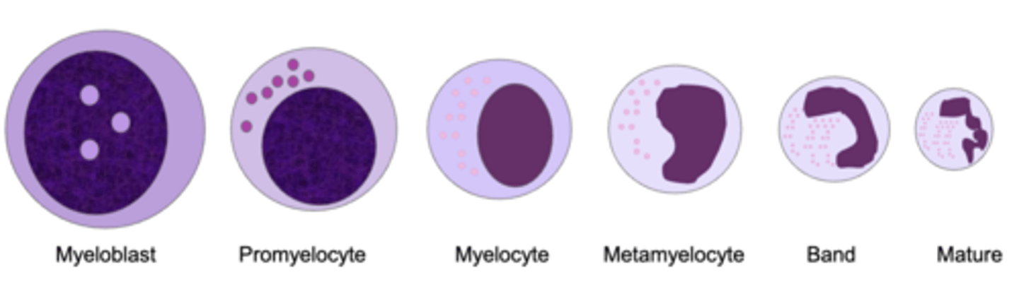 <p>myeloblast --> promyelocyte --> myelocyte --> metamyelocyte --> band --> mature</p>