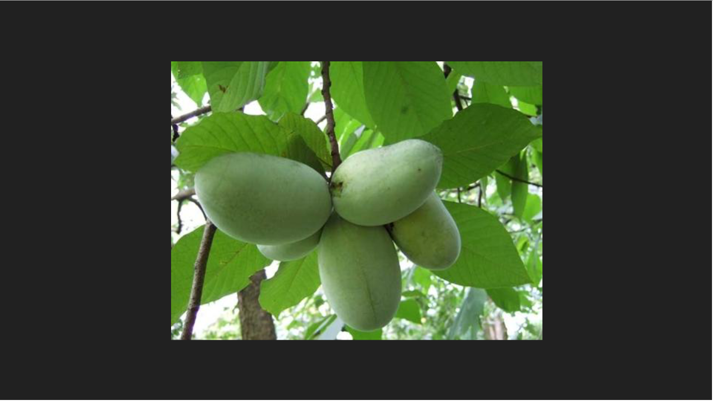 <p>Asimina triloba</p><p>Paw Paw</p>