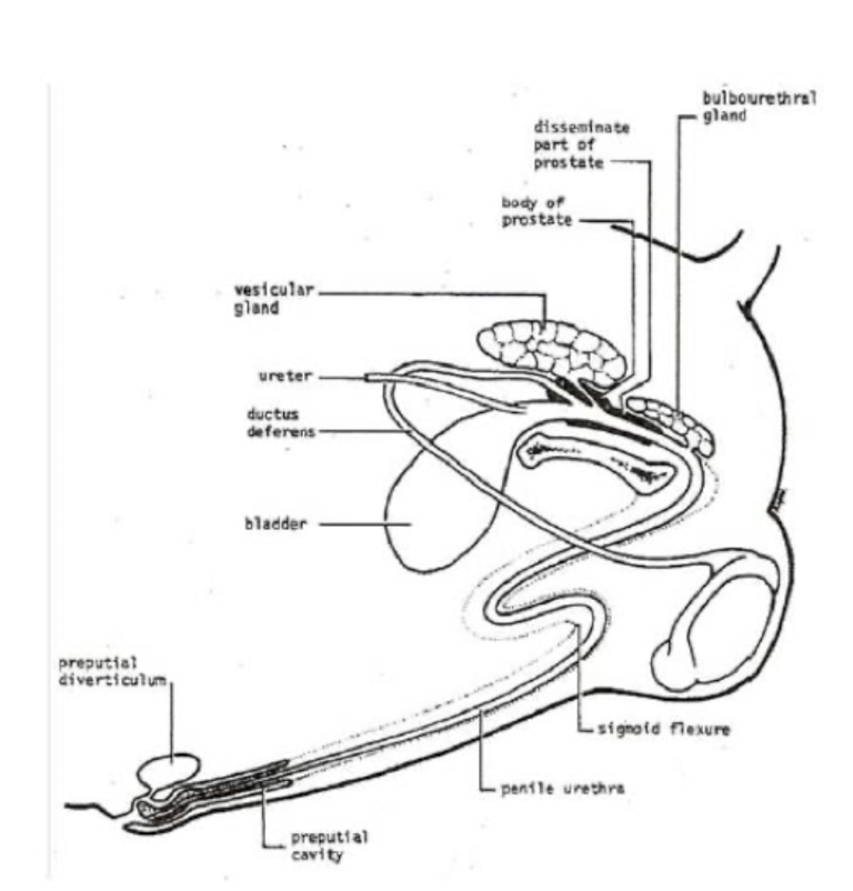 <p>In the pre-scrotal (prepubic) region of the penis</p><ul><li><p>Since the scrotum of boar is tightly up into the anus, the sigmoid flexure is right in front of the scrotum</p></li></ul><p></p>