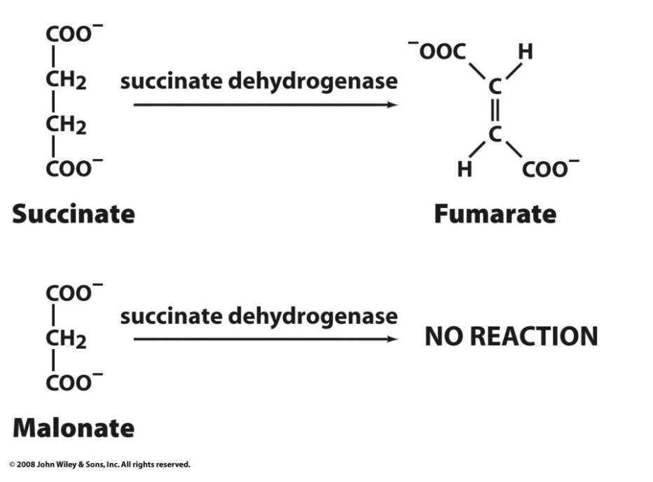 <p><span>Succinate dehydrogenase, a citric acid cycle enzyme that converts succinate to fumarate, is competitively inhibited by malonate. Malonate is then a competitive inhibitor of succinate dehydrogenase.</span></p>