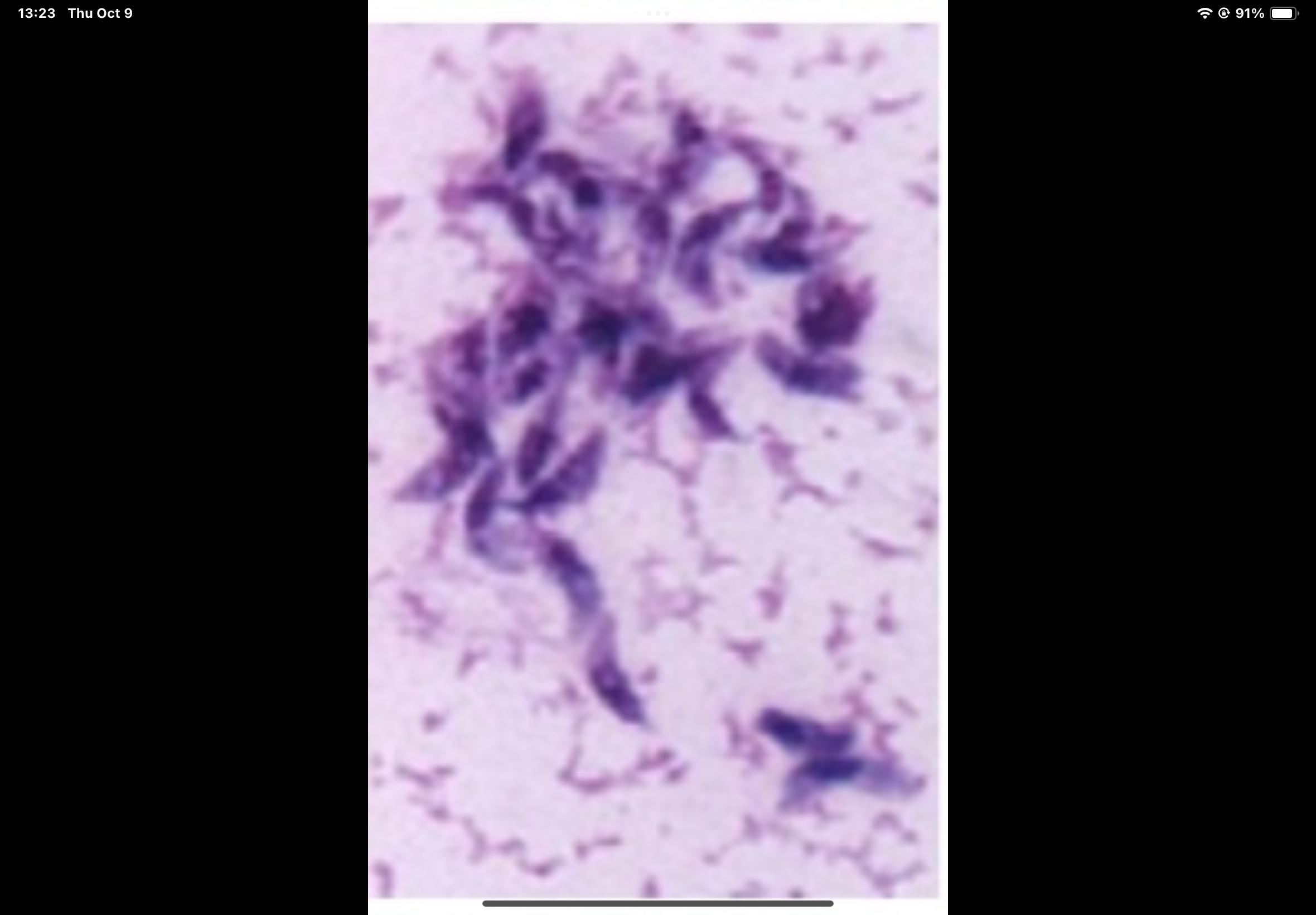 term image