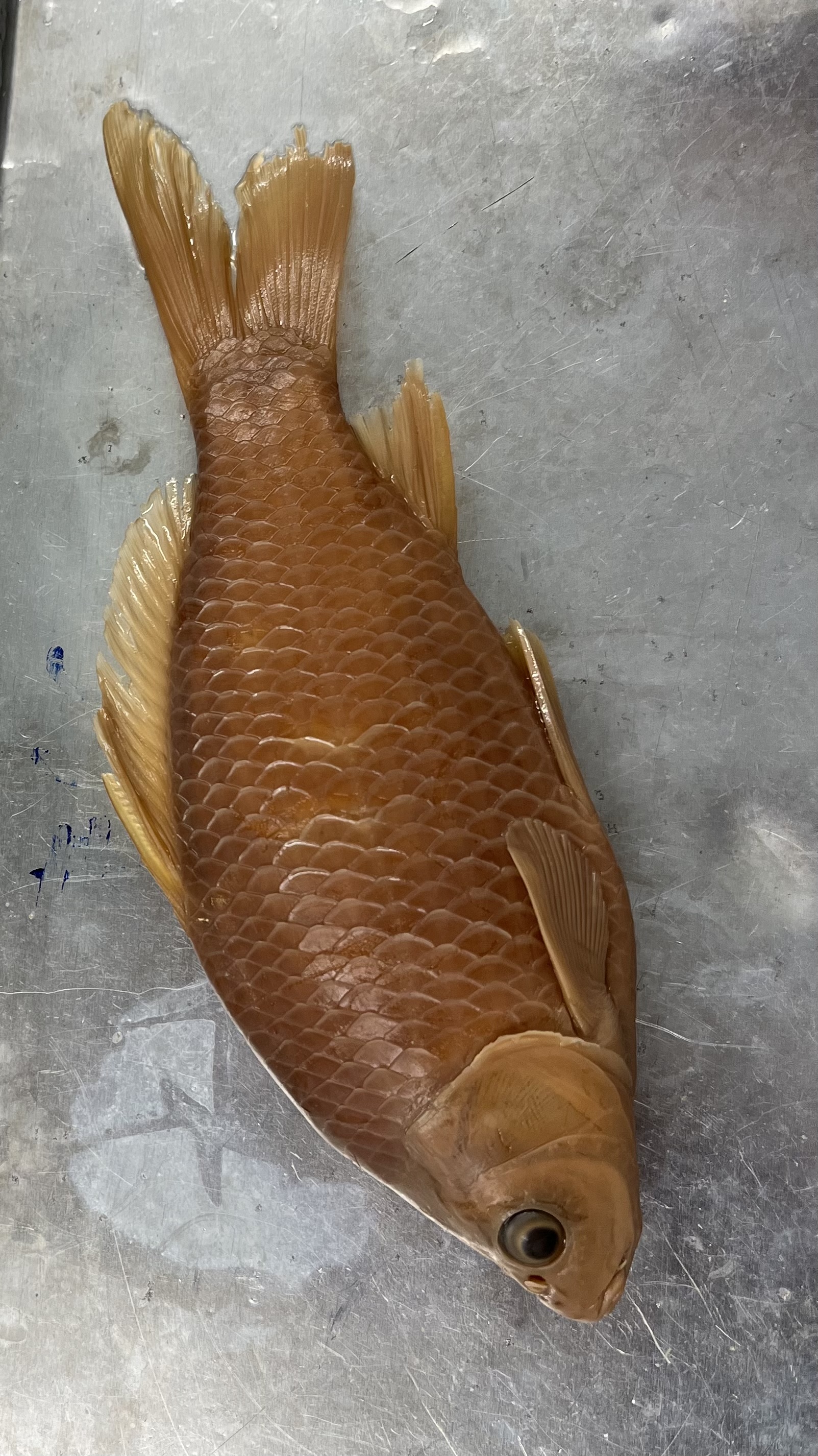 <p>Solid color on head and fins</p><p>Scales are not flush on the skin (poke up)</p><p>Barbels at the end of the lips</p>