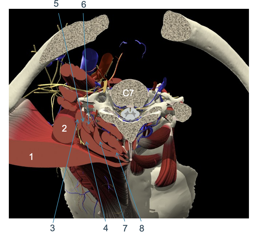 <p>transversale doorsnede thv C7: 1</p>