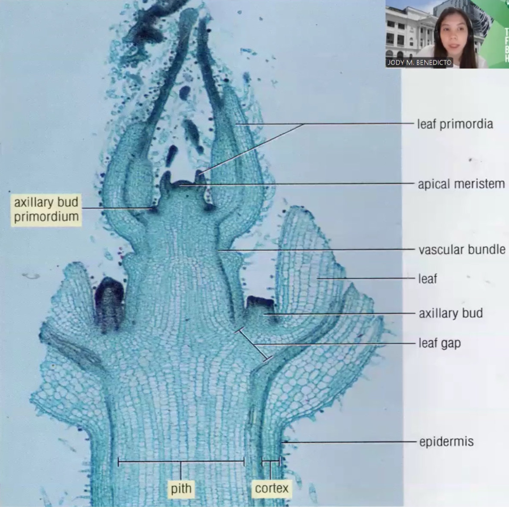 <p>identify the specimen</p>
