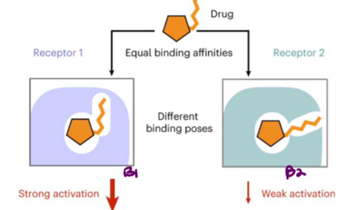 <p>ability to bind to a specific receptor and activate a response<br><br>nonspecific drugs: bind to all subtypes in a similar fashion<br><br>specific drugs: bund to one subtype with stronger response</p>