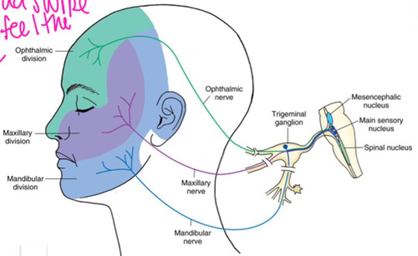 <p>V1: Ophthalmic</p><p>V2: Maxillary</p><p>V3: Mandibular</p>