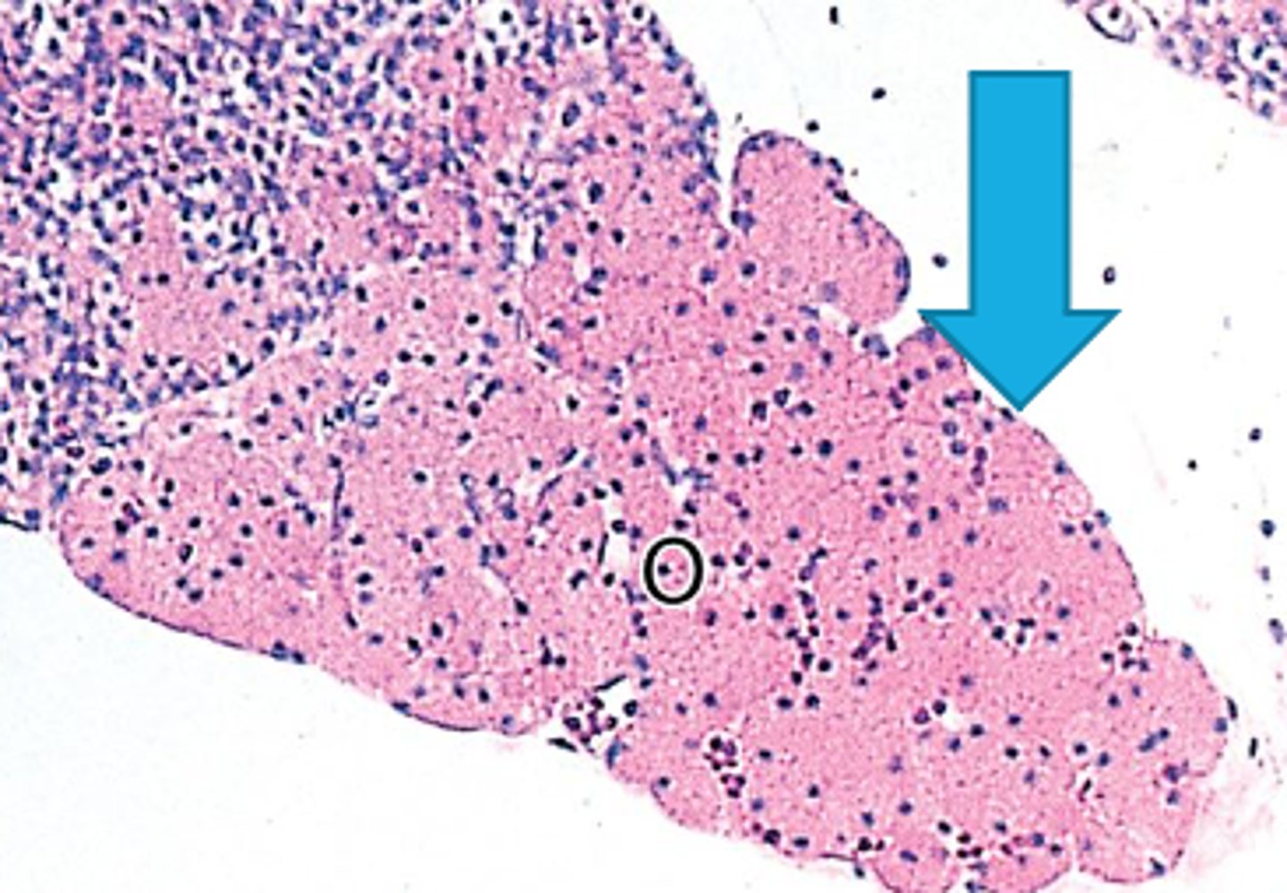 <p>What cell of the parathyroid gland:</p><p>-larger</p><p>-have abundant eosinophilic cytoplasm, contain many mitochondria</p><p>-unknown function, more abundant in old people</p>