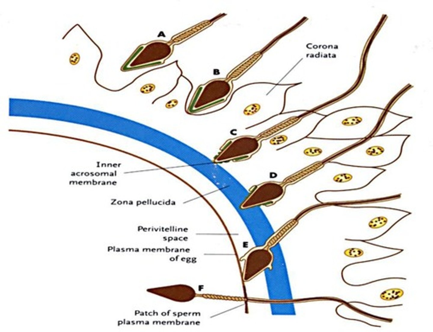 <p>Sperm enzymes help penetrate zona pellucida.</p>