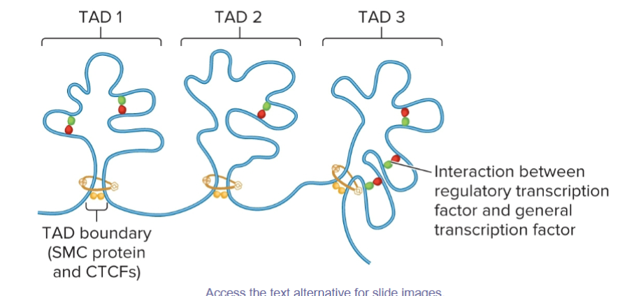 <p>Topologically Associated Domains</p>
