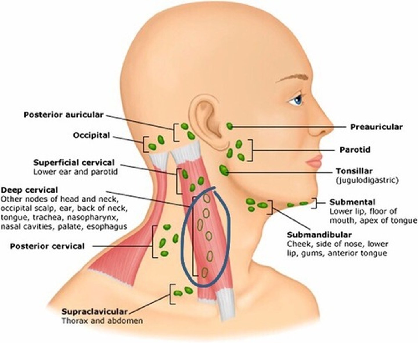 <p>Location: Deep to the sternocleidomastoid muscle along the internal jugular vein</p><p>Description: Receives lymph from the posterior head, neck, and mouth region</p>