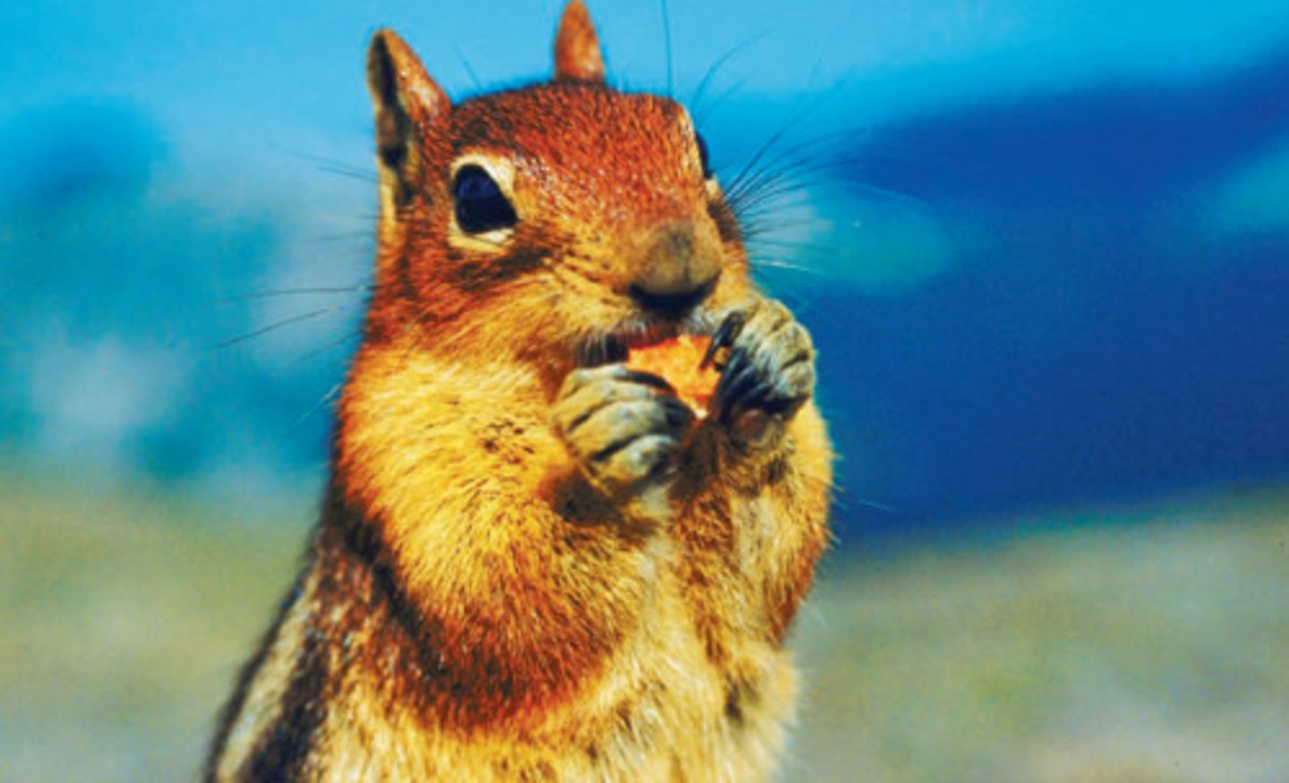 <p>nibble, grab a snack, to dice</p>
