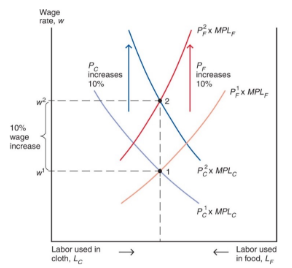 <p>the labor demand curve in cloth and food both shift up in proportion to the rise in <strong>P<sub>c</sub></strong><sub> </sub>from <strong>P<sub>c</sub><sup>1</sup></strong><sup> </sup>to <strong>P<sub>c</sub><sup>2</sup></strong><sup> </sup>and the rise in <strong>P<sub>F</sub></strong><sub> </sub>from <strong>P<sub>F</sub><sup>1</sup></strong><sup> </sup>to <strong>P<sub>F</sub><sup>2</sup></strong>. the wage rate raises in the same proportion, from <strong>W<sup>1</sup></strong></p><p>to <strong>W<sup>2</sup></strong><sup> </sup>but the allocation of labor between the two sectors does not change</p>