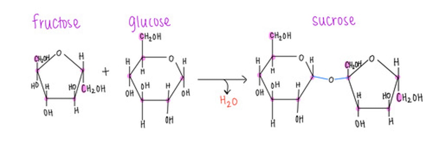 <p>sucrose (table sugar)</p>