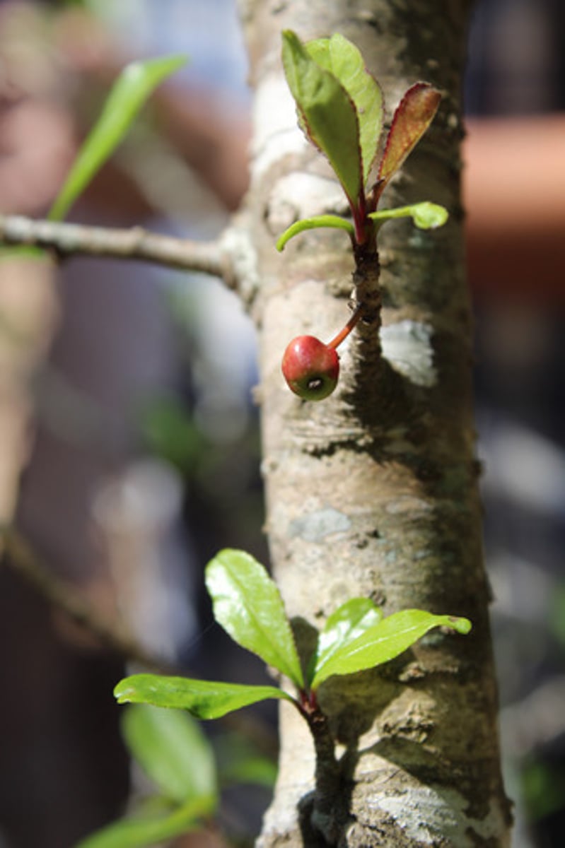 <p>what is the name of the plant pictured here (with red berries)?</p>