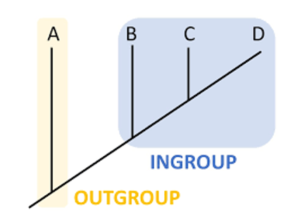 <p>closely related group that has a known relationship to the taxa of interest, but can help us understand the order of appearance of groups in evolutionary time</p>