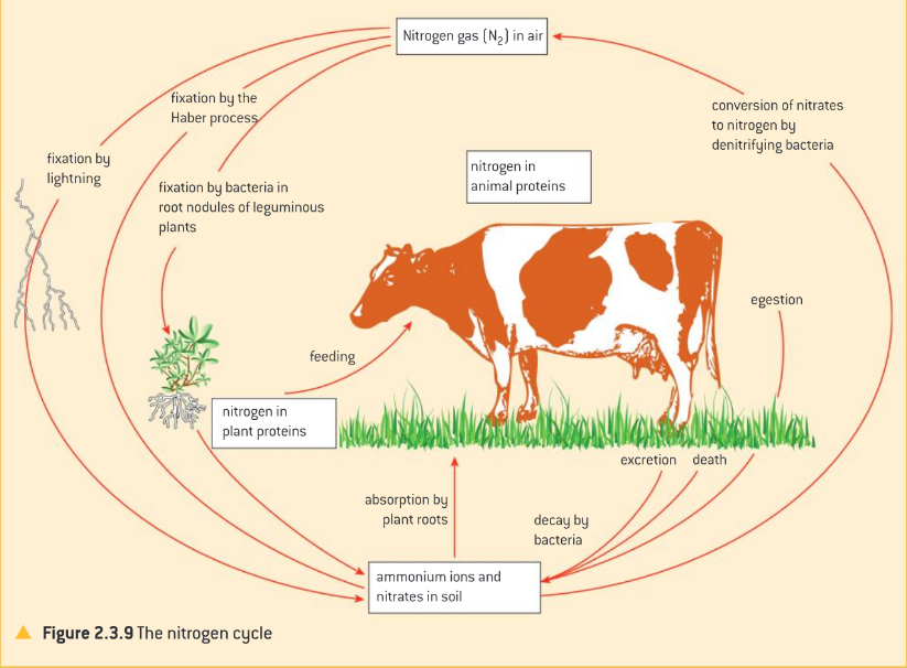 <ul><li><p>nitrogen fixation</p></li><li><p>nitrification</p></li><li><p>denitrification</p></li><li><p>feeding</p><ul><li><p>absorption</p></li><li><p>assimilation</p></li><li><p>consumption</p></li></ul></li><li><p>excretion</p></li><li><p>death and decomposition</p></li></ul>