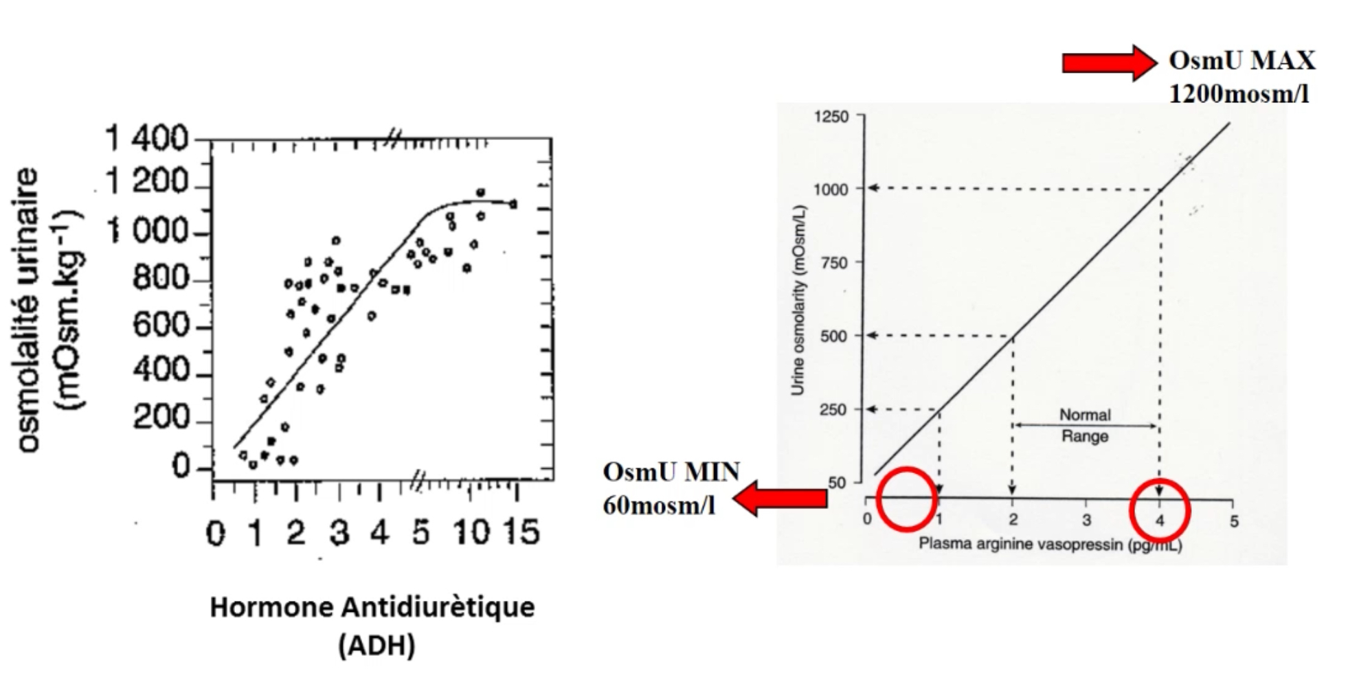 <p> entre 60 mosm/kg et 1200 mosm/kg</p><p><span>Pour une valeur élevée d'ADH → expression sur la membrane des AQP2 </span></p><ul><li><p><span>Réabsorption de beaucoup d'eau</span></p></li><li><p><span>Concentration des urines</span></p><ul><li><p><span>Augmentation de la concentration osmolaire des urines: max de 1000 à 1200 mosm/kg </span></p></li></ul></li></ul><p><span>Pour une valeur faible d'ADH (hyposmolarité efficace)→ pas d'expression à la membrane des cellules principales du canal collecteur de AQP2</span></p><ul><li><p><span>Pas de réabsorbtion des urines tubulaires: très diluées, osmolalité la plus faible autour de 60 mosm/kg</span></p></li></ul>
