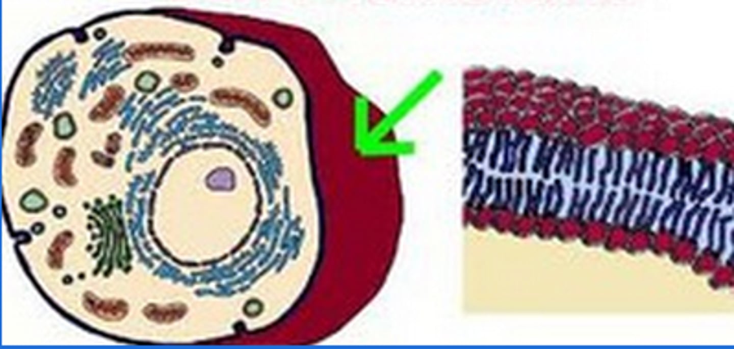 <p>"gatekeeper", surrounds a cell and controls what goes in and out</p>