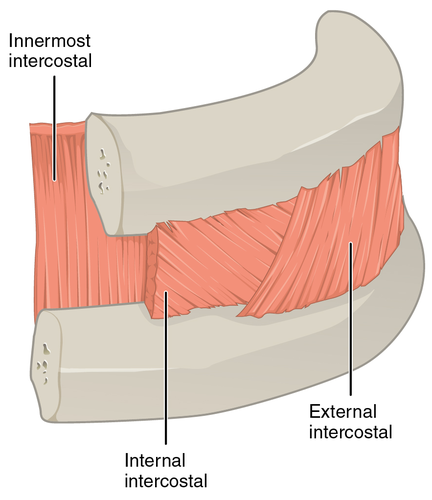 Each rib is connected to the rib below it by both external and internal intercostal muscles.

The internal intercostal muscles are located on the inner surface  of the ribs (deeper than the external intercostal muscles) and are positioned at a diagonal in between each rib.

The internal intercostal muscles are responsible for forced exhalation.  Contraction of the internal intercostal muscles depresses the ribs and pulls them closer together, resulting in the forced exhalation of air from the lungs.