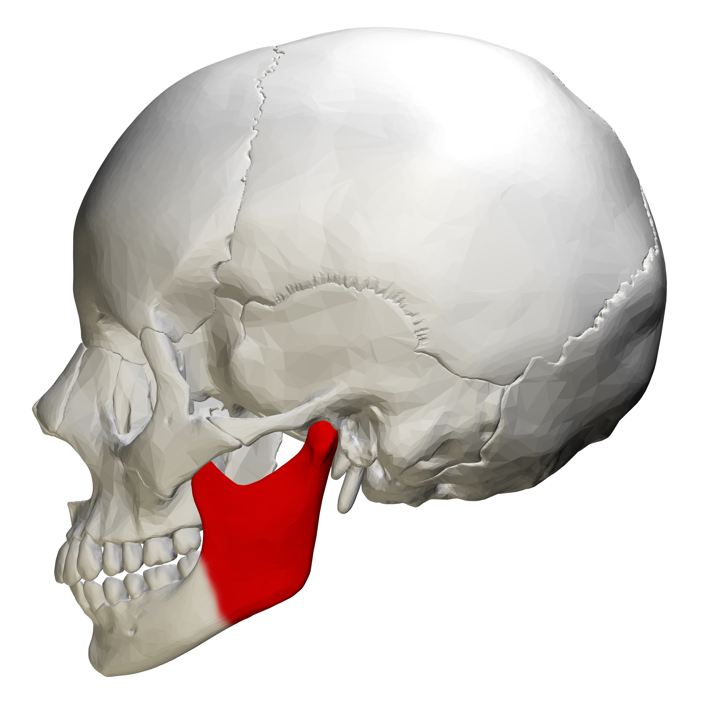 <p>Skull Landmark: </p>