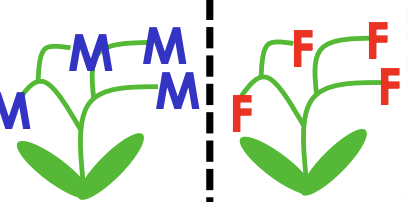 <p>plant only have male/ femlae flowers </p>