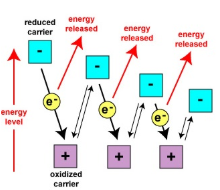 <p>Explains the function of ETCs and how the transfer of electrons down an electron transport system through a series of oxidation-reduction reactions releases energy. The energy allows certain carriers in the chain to transport H<sup>+</sup>/protons across a membrane.</p>