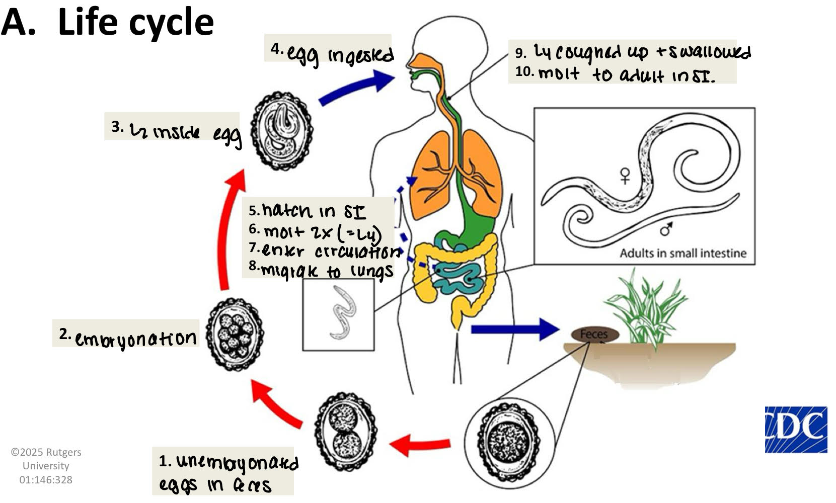 <ol><li><p>unembryonated eggs in feces</p></li><li><p>embryonation </p></li><li><p>L2 inside egg</p></li><li><p>egg ingested</p></li><li><p>hatch in SI</p></li><li><p>molt 2x (=L4) </p></li><li><p>enter circulation </p></li><li><p>migrate to lungs </p></li><li><p>L4 coughed up and swallowed</p></li><li><p>molt to adult in SI.</p></li></ol><p></p>