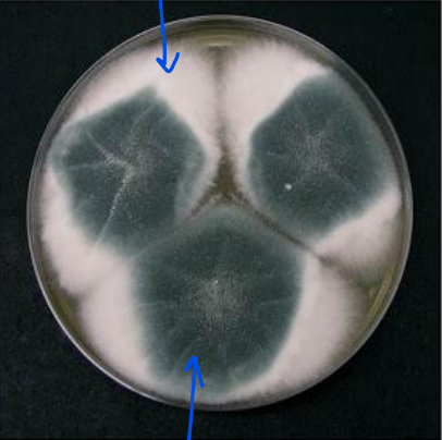 <p>What are the white fluffy areas?</p>