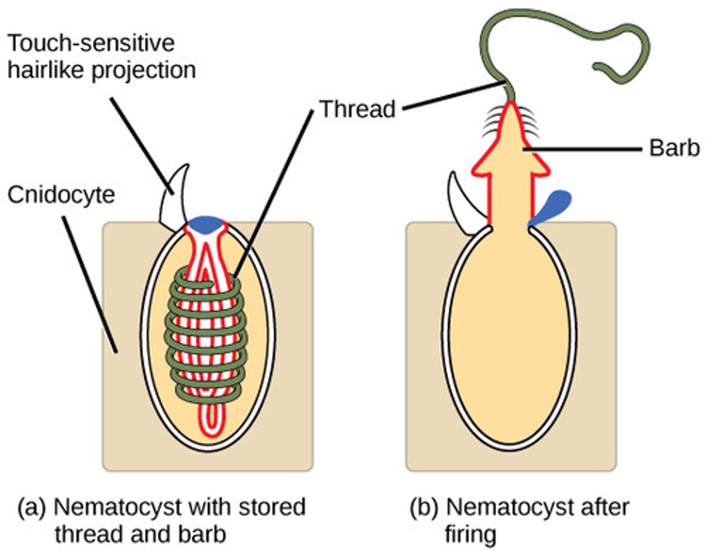 <p>nematocysts</p>