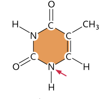 <p>(It is a Pyrimidine)</p>