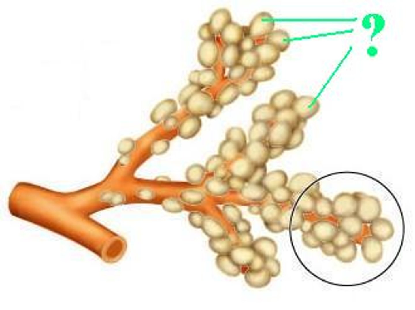 <p>Identify the indicated structures.</p>