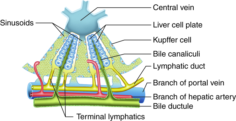 <p>Hepatocytes found in the liver.</p>