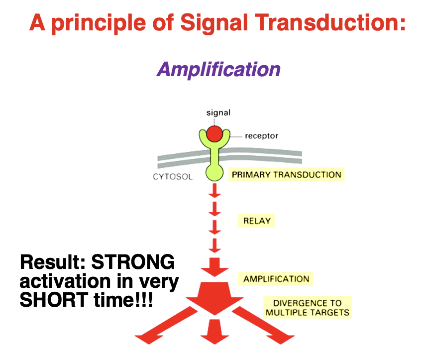 <p>• Amplification = allows a small initial signal to produce a large and rapid cellular response</p><p class="p3"></p><p class="p3">Steps of Amplification:</p><p class="p4">1. Primary Transduction – Signal binds to a receptor.</p><p class="p4">2. Relay – Signal is passed to intracellular molecules.</p><p class="p4">3. Amplification – Enzymes or second messengers multiply the signal.</p><p class="p4">4. Divergence – Multiple pathways and targets are activated.</p><p class="p2"></p><p class="p3">Result: A strong response in a very short time</p>