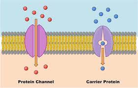 <p>carrier proteins bind the specific solute to be transported and go up and down the concentration gradient, more specific (think transport mechanisms)</p><p>channel proteins transport down the concentration gradient through the membrane</p>
