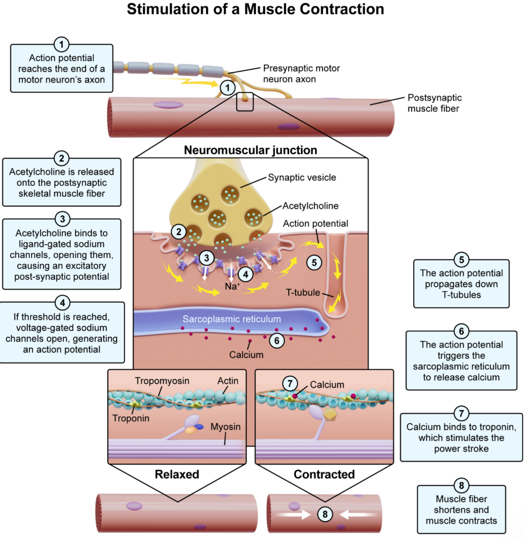 <p><strong>D. voltage-gated Ca channels…</strong>The sarcoplasmic reticulum is a special type of ER that stores Ca ions. <strong>When depolarization travels doesn't the T-tubules, it causes voltage-gated Ca channels to open. </strong>This releases Ca ions into the sarcoplasm, which initiates muscle contraction. </p>