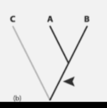 <p>groups of extinct organisms more closely related to a specific crown group than any other lineage but that diverged before the last common ancestor </p>