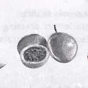 <p>the passionfruit</p>