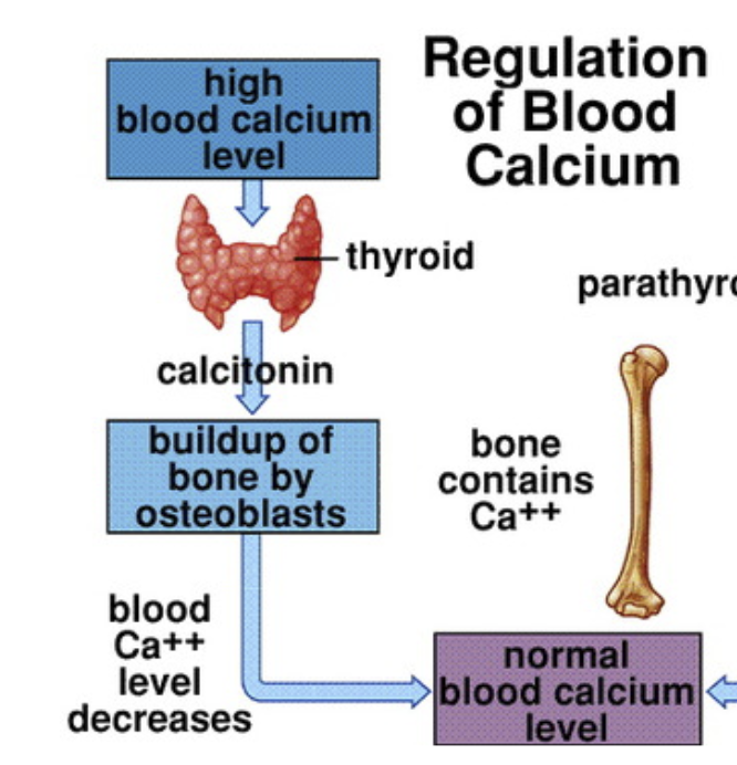 <ul><li><p>When high calcium levels are detected</p></li><li><p>Secreted by the <strong>thyroid gland</strong> (specifically by C cells).</p></li><li><p>Inhibits bone breakdown; promotes calcium storage in bone (Osteoblasts)</p></li><li><p><strong>Decreases blood calcium levels</strong>.</p></li></ul><p></p>