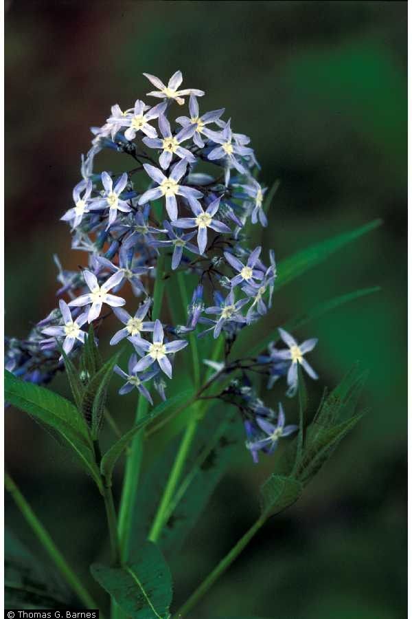 Family: Apocynaceae

SN: Amsonia tabernaemontana