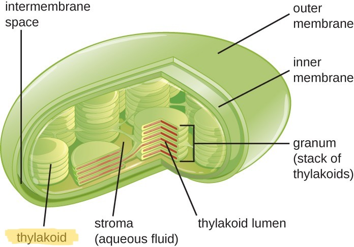 <p>Thylakoids (contains chlorophyll and is the site of light dependent photosynthesis reactions)</p>