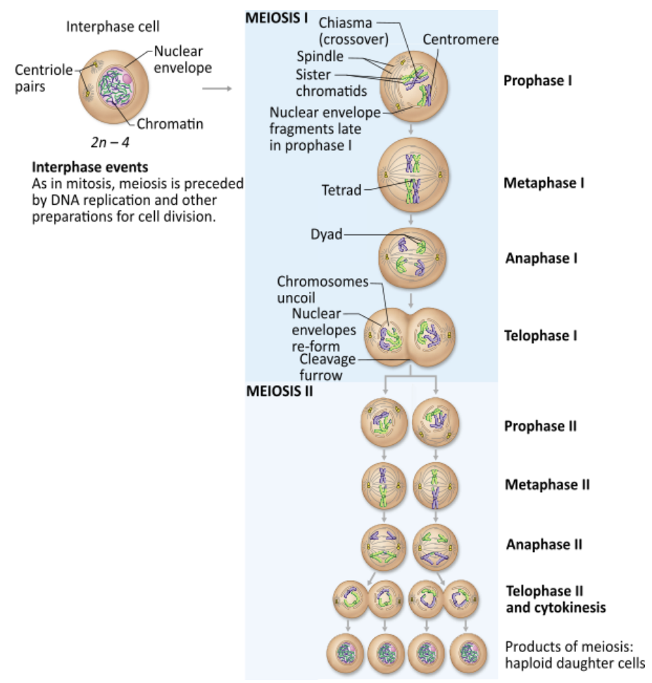 <p><strong>→ Prophase I</strong></p><p></p>