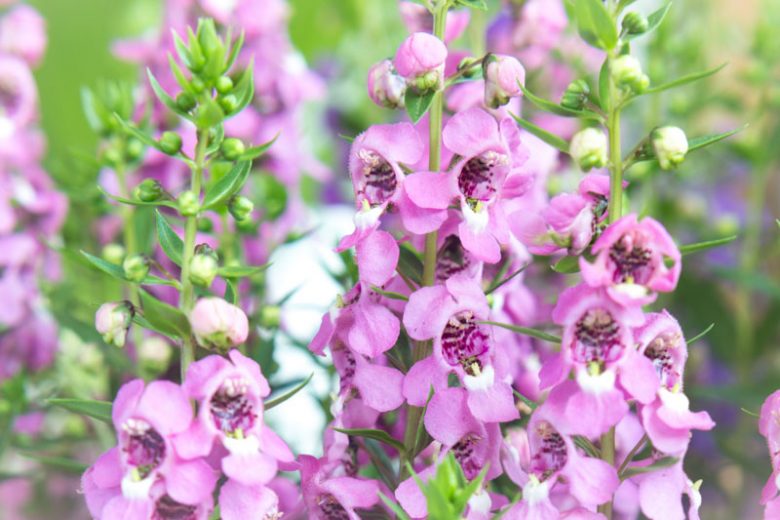 <p>A bushy plant with upright spikes of pink, purple, or white snapdragon-like flowers all summer.</p><ul><li><p>do well in beds and containers</p></li></ul><p></p>