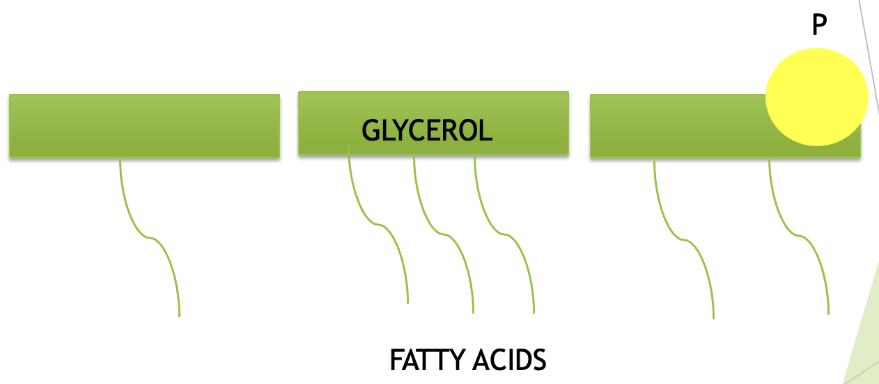 <p><span>Monomer = Nearly all lipids contain a glycerol and fatty acids.</span></p><p><span>Involved in forming membranes, storing energy and signalling.</span></p><p><span>examples of this are </span><span><span>fats, oils, waxes, phospholipids, and steroids.</span></span></p>