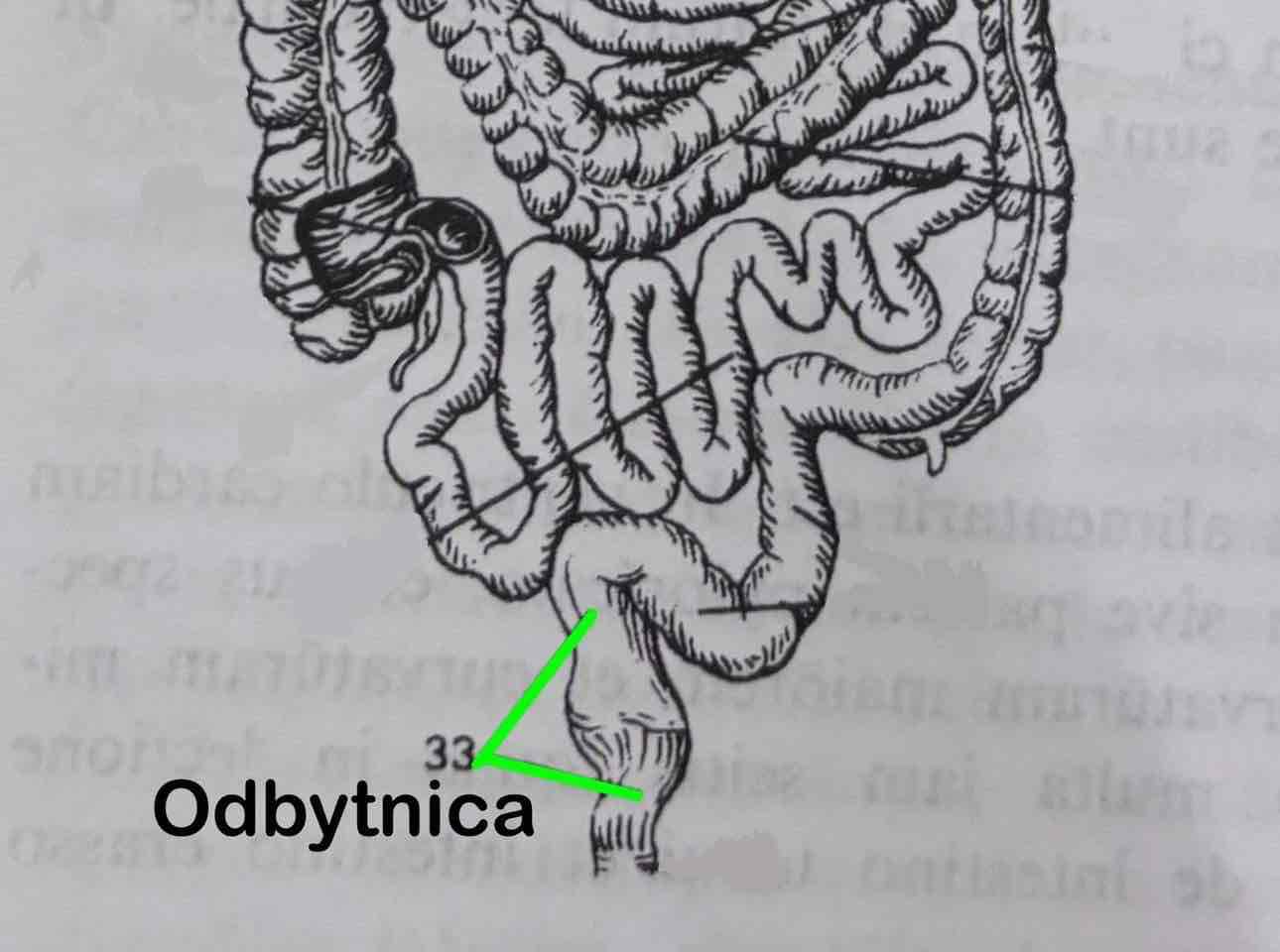 <p>Rectum</p>
