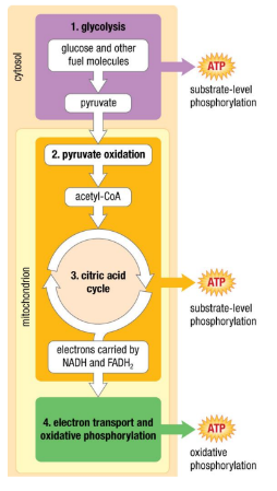 Stages of Cellular Respiration 