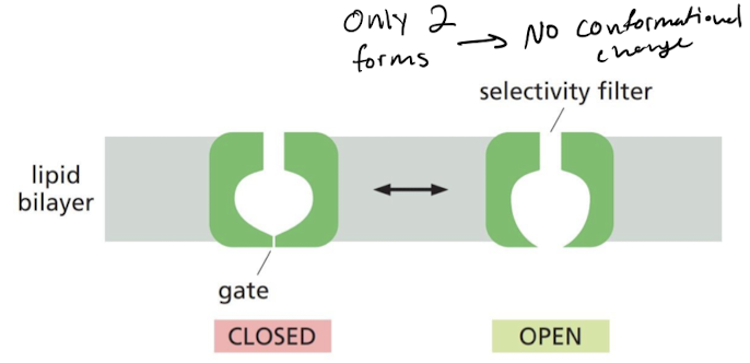 <p>filter that limits a channel’s rate of ion movement.</p><ul><li><p>determines which ions can pass → gated</p></li></ul>