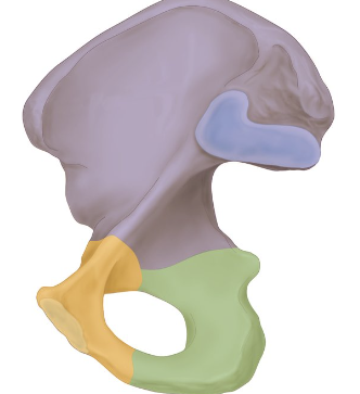 <p>What bone structure is this?</p>