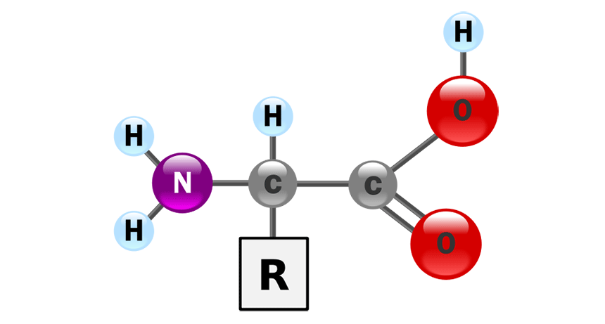 <p>Amine group, carboxyl, hydrogen, R-group</p>