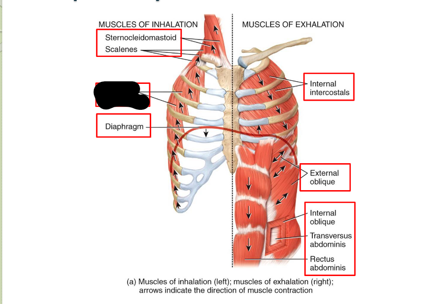 <p>What <strong>Respiratory</strong> <strong>Muscle? </strong></p>