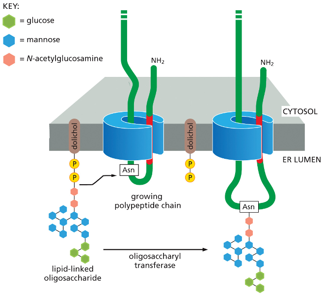 <p><span>•Glycolysation protects proteins from degradation, holds proteins in ER until they’re folded, &amp; serve as transport signal for sorting</span></p><p><span>•Certain <strong>asparagines </strong>are glycosylated w/ a branched oligosaccharide</span></p><ol><li><p><strong>Preparation:</strong> A pre-assembled, branched oligosaccharide (a tree made of different sugar molecules like glucose, mannose, and N-acetylglucosamine) is held ready on the ER membrane, anchored by a special lipid called <strong>dolichol</strong>.</p></li><li><p><strong>Protein Synthesis:</strong> A new protein (the "growing polypeptide chain") is simultaneously being synthesized and threaded through a channel into the ER lumen.</p></li><li><p><strong>Transfer:</strong> An enzyme called <strong>oligosaccharyl transferase</strong>, which is part of the channel complex, constantly scans the incoming protein. When it recognizes a specific amino acid, <strong>asparagine (Asn)</strong>, it springs into action.</p></li><li><p><strong>Attachment:</strong> The enzyme takes the entire pre-made sugar tree from the dolichol anchor and covalently attaches it to the asparagine on the protein.</p></li></ol><p>This single-step transfer is why it's called <strong>N-linked</strong> glycosylation—the sugar tree is linked to the nitrogen (N) atom in asparagine's side chain.</p><p></p>